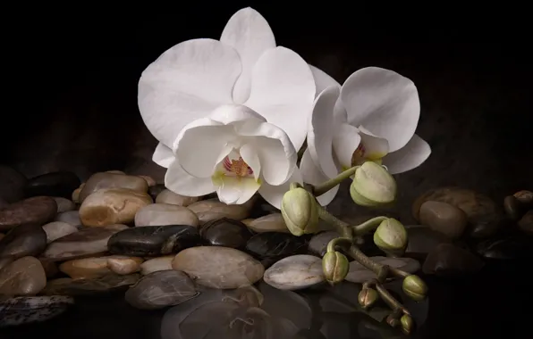 Water, flowers, stones, Orchid