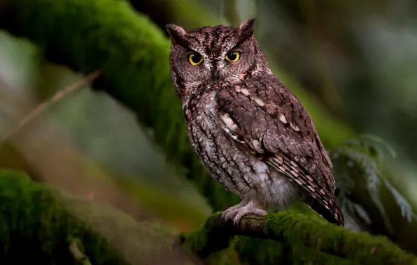 Feathers, branches, owl