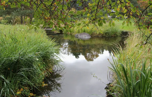 Autumn, grass, leaves, trees, pond, reflection, tree, Wallpaper