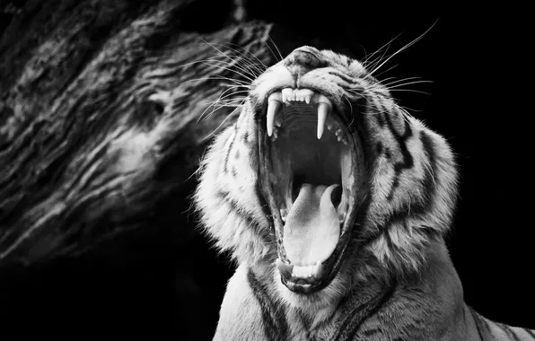 Picture tiger, black and white, mouth
