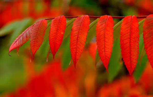 Picture autumn, leaves, paint, branch, the crimson