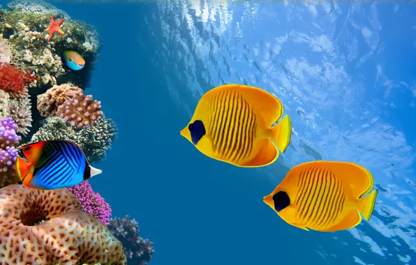 Picture the ocean, fish, Thailand, Thailand, under water, underwater, ocean, reef