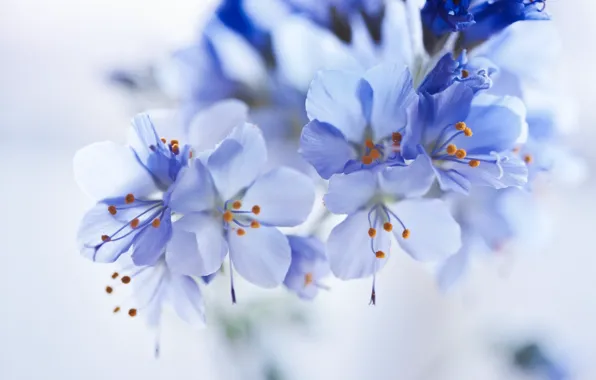 Picture flowers, background, blur, blue