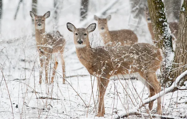 Picture winter, deer, wildlife, snowing