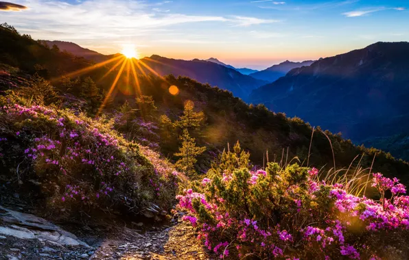 Forest, the sky, the sun, clouds, rays, landscape, sunset, flowers