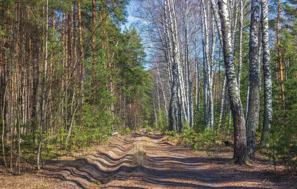 Forest, spring, birch, pine, Ruslan Vostrikov