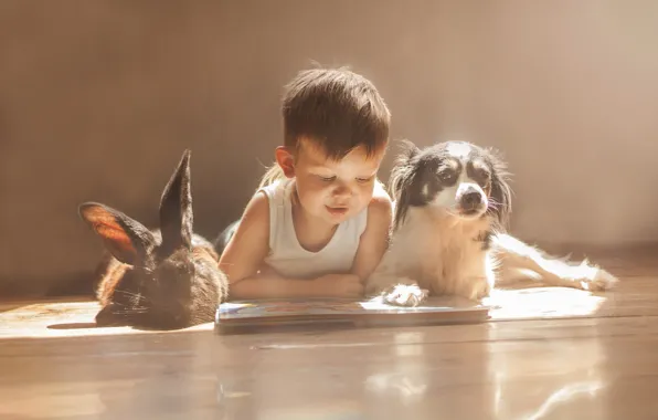 Dog, boy, rabbit, friends, owner, reading