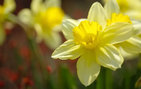 Macro, petals, yellow, daffodils, bokeh