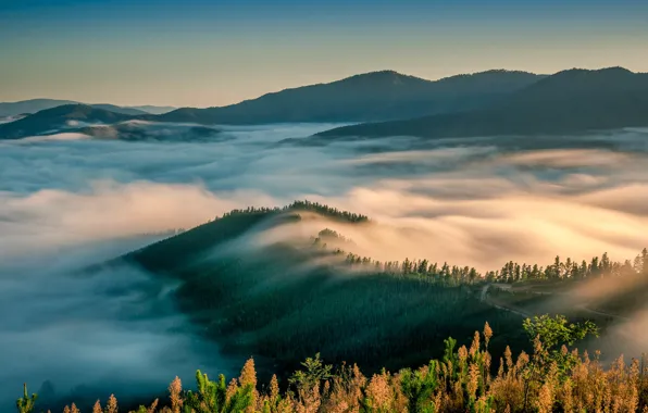 Picture the sky, trees, mountains, fog, morning