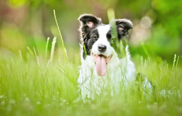 Greens, language, grass, portrait, dog, bokeh, the border collie, Wallpaper from lolita777