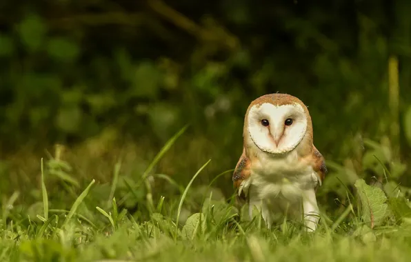 Picture grass, look, owl, bird, the barn owl, common barn owl