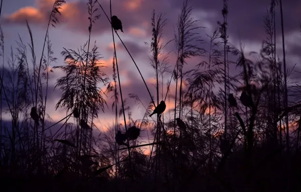 Sunset, birds, nature, sparrows, Serena Pirredda Photography