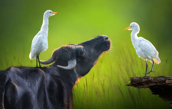 Face, light, birds, glade, black, spikelets, horns, snag