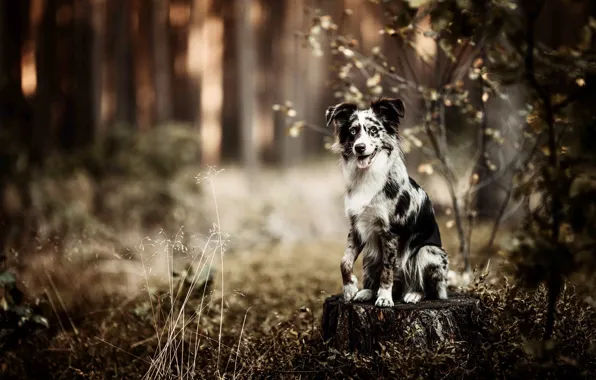 Forest, look, trees, branches, nature, stump, dog, puppy