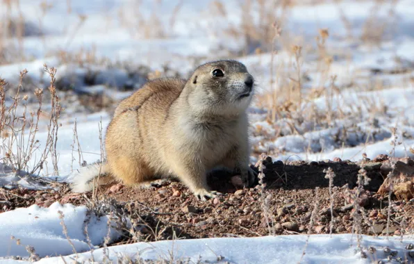 Winter, snow, nature, gopher, animal