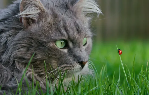 LOOK, GRASS, GREENS, WOOL, FACE, MUSTACHE, LADYBUG
