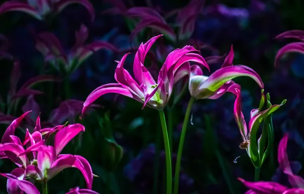 Light, flowers, the dark background, spring, petals, tulips, buds, flowerbed