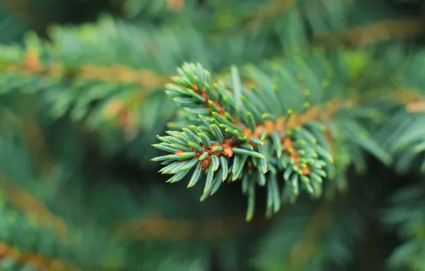 Green, plant, pine, spruce, twig