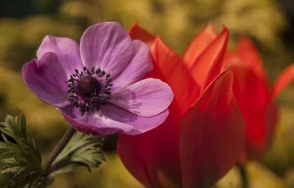 Macro, Tulip, petals, anemone