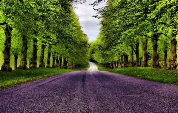 Road, forest, grass, trees