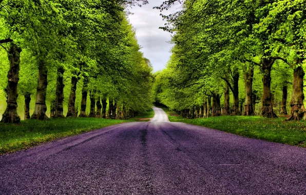 Picture road, forest, grass, trees