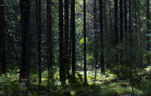 Forest, light, moss, stump