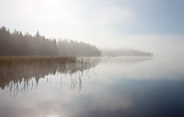Fog, lake, stones, dawn, shore, morning