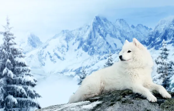 Look, each, dog, Samoyed