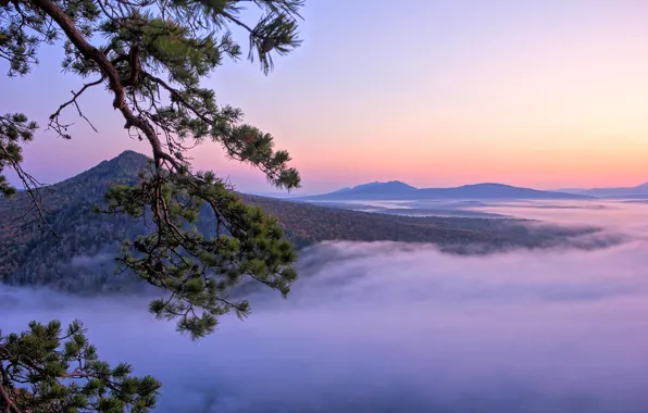 Picture landscape, mountains, branches, nature, fog, tree, pine, South Ural