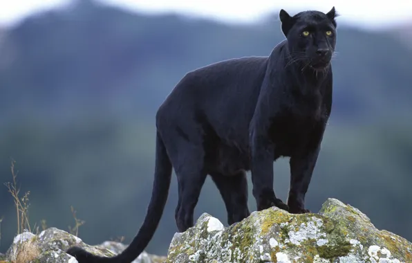 Look, Panther, black