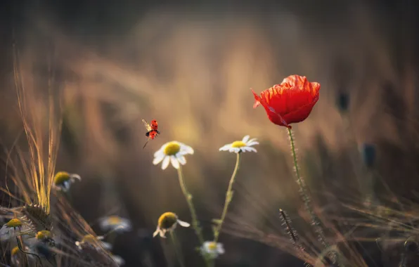 Summer, flowers, ladybug, Maki, chamomile, spikelets