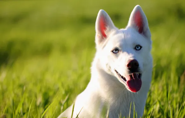 Picture look, face, dog, husky