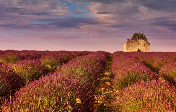 Field, summer, the sky, clouds, light, flowers, nature, France