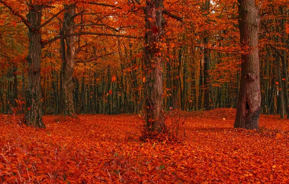 Autumn, forest, leaves, trees, branches, glade, foliage, bright
