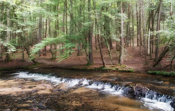 Autumn, forest, nature, river