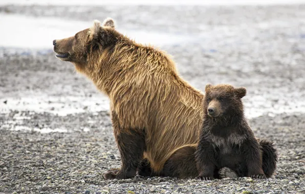 Family, bears, bear, bear, brown