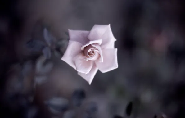 Picture flower, leaves, macro, pink, tenderness, rose, color, shadow