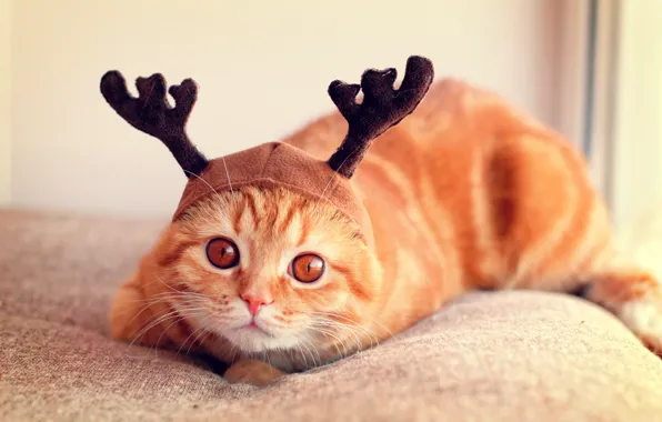 Look, face, hat, horn, Scottish fold