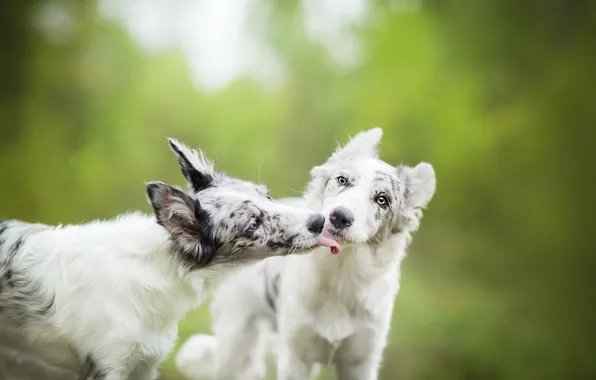 Background, each, dog