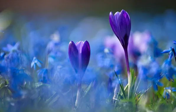 Picture purple, flowers, blue, spring, crocuses, a lot, bokeh, Scilla