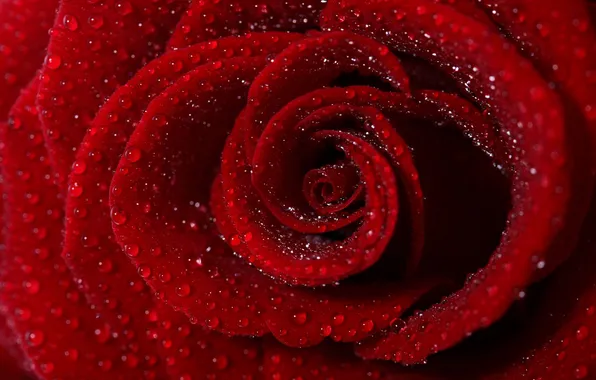 Picture flower, water, drops, petals, red rose