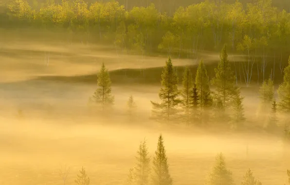Forest, trees, fog, Canada, Ontario, Sudbury