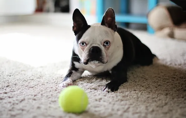House, the ball, dog