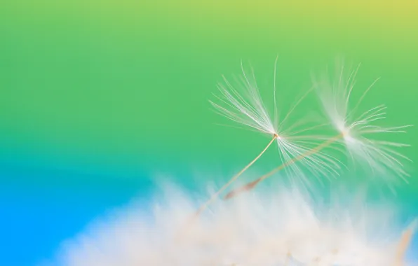 Picture flower, dandelion, blade of grass