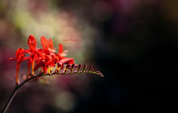 Flowers, red, glare, background