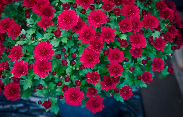 Bush, chrysanthemum, buds