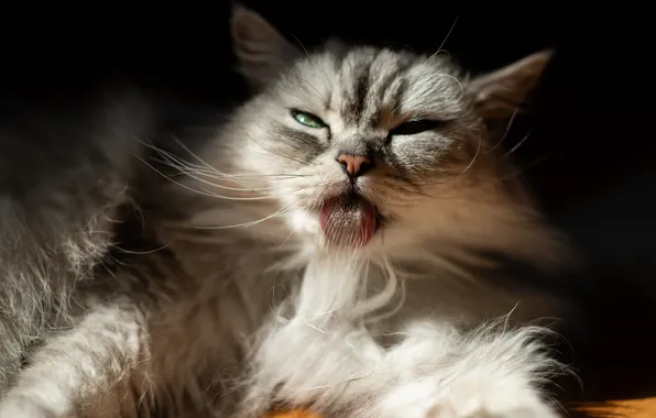 Language, cat, cat, look, light, pose, grey, wool