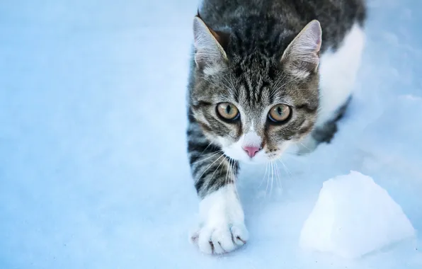Picture cat, cat, look, snow, muzzle, foot, cat
