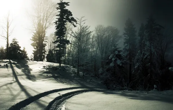 Picture winter, road, forest, snow