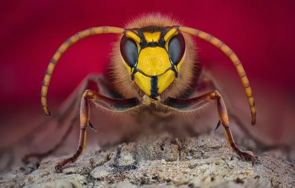 Mustache, look, macro, background, insect, hornet